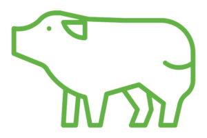 Pork